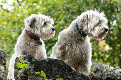 Two dogs sitting outdoors