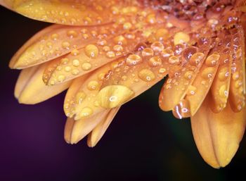 Close-up of wet orange flower against black background