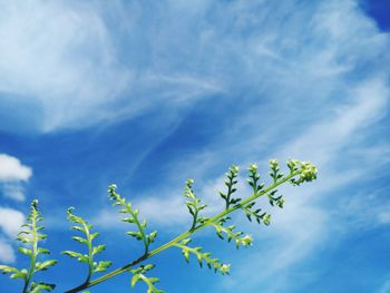 Low angle view of flowering plant against blue sky