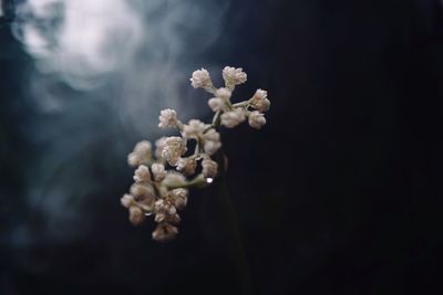 Close-up of white flowering plant against black background