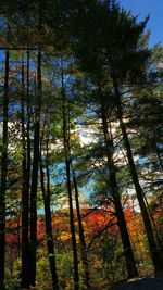 Trees in forest