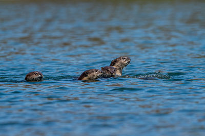 Ducks swimming in lake