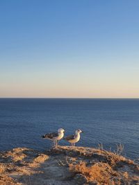 View of birds on beach against clear sky