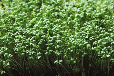 Full frame shot of plants