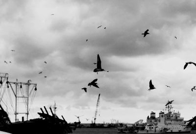 Bird flying over cloudy sky