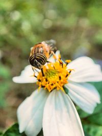 Close-up of bee pollinating on flower