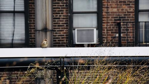 Close-up of bird against building