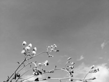 Low angle view of flowering plants against sky