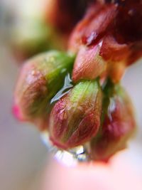 Close up of green leaf