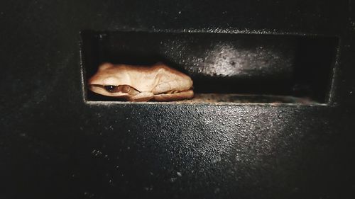 Close-up portrait of a frog