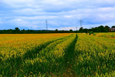 Scenic view of agricultural field against sky