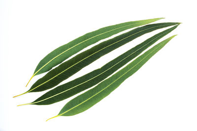 Close-up of fresh green leaves against white background