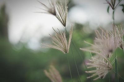 Close-up of fresh plant