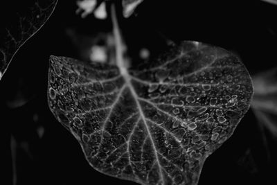 Close-up of plant against blurred background