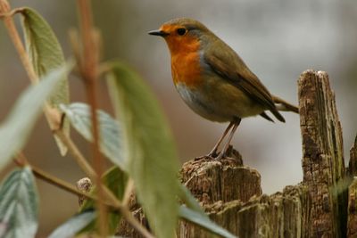 Robin perching on tree