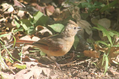 Close-up of bird perching on field