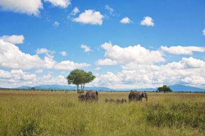 Scenic view of field against sky