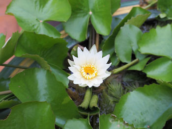 Close-up of flowers blooming outdoors