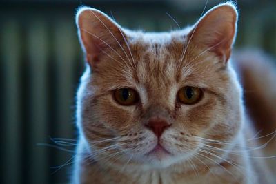 Close-up portrait of a cat