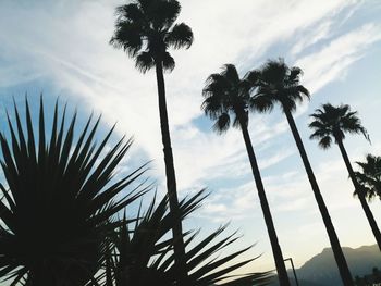 Low angle view of palm trees against sky