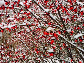 Low angle view of tree branches