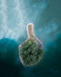 Close-up of plant in sea