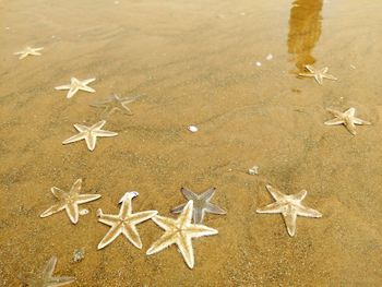 High angle view of star fish at beach