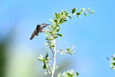 Bird flying against blue sky