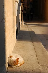 Cat living in l-imdina, malta