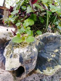 Close-up of plants