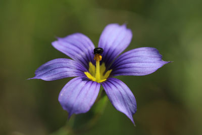 Close-up of insect on purple flowering plant