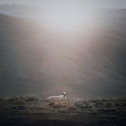 Animal standing on field against mountains