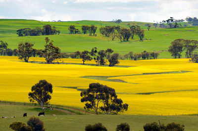 Scenic view of agricultural field against sky