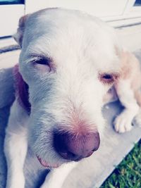 Close-up portrait of puppy
