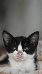 Close-up portrait of cat