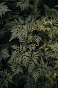 Close-up of pine tree during winter