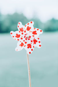 Windmill whizzer with canadian flag maple leaves on white background outdoor. canada day celebration 