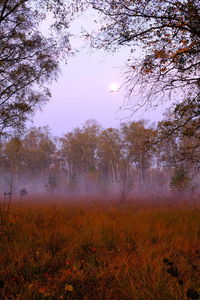 Trees on field against sky during foggy weather