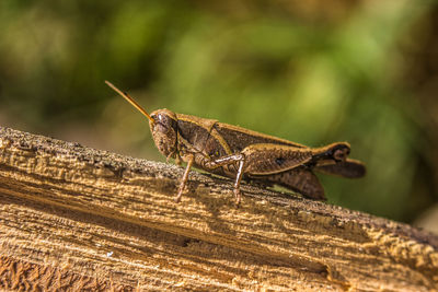 Close-up of insect on wood