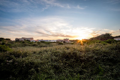 Scenic view of field against sky during sunset