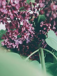 Close-up of purple flowering plant