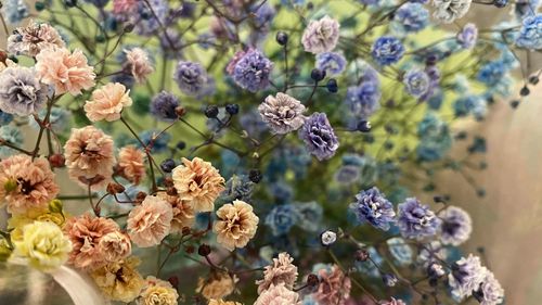 Close-up of purple flowering plants