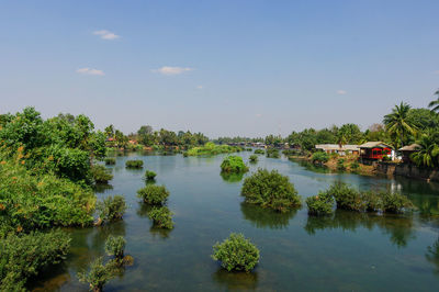 Plants in river