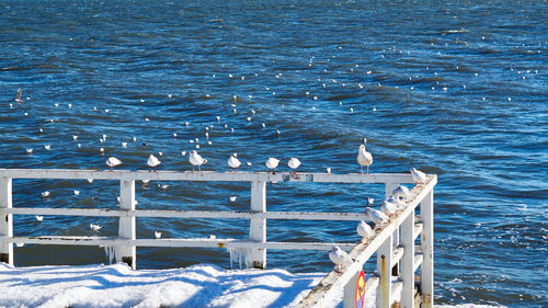 Seagulls on railing against sea