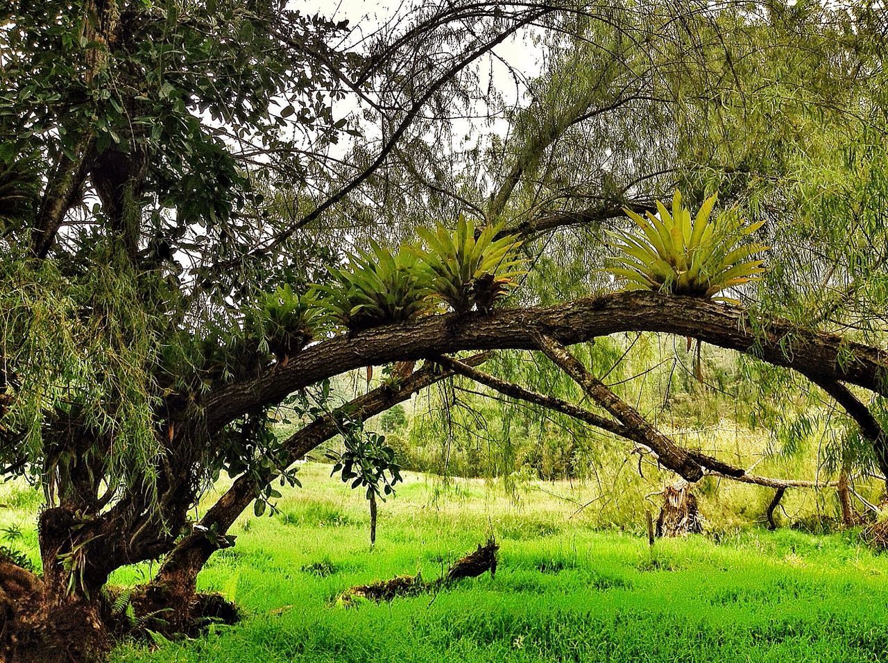 tree, green color, growth, grass, branch, tranquility, nature, tree trunk, beauty in nature, green, lush foliage, tranquil scene, field, plant, day, scenics, grassy, outdoors, no people, landscape