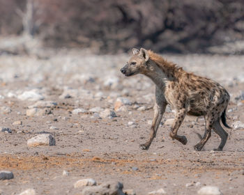 A lone spotted hyena running in a sparse, desert-like savannah. 