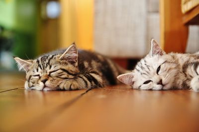 Cat sleeping on bed