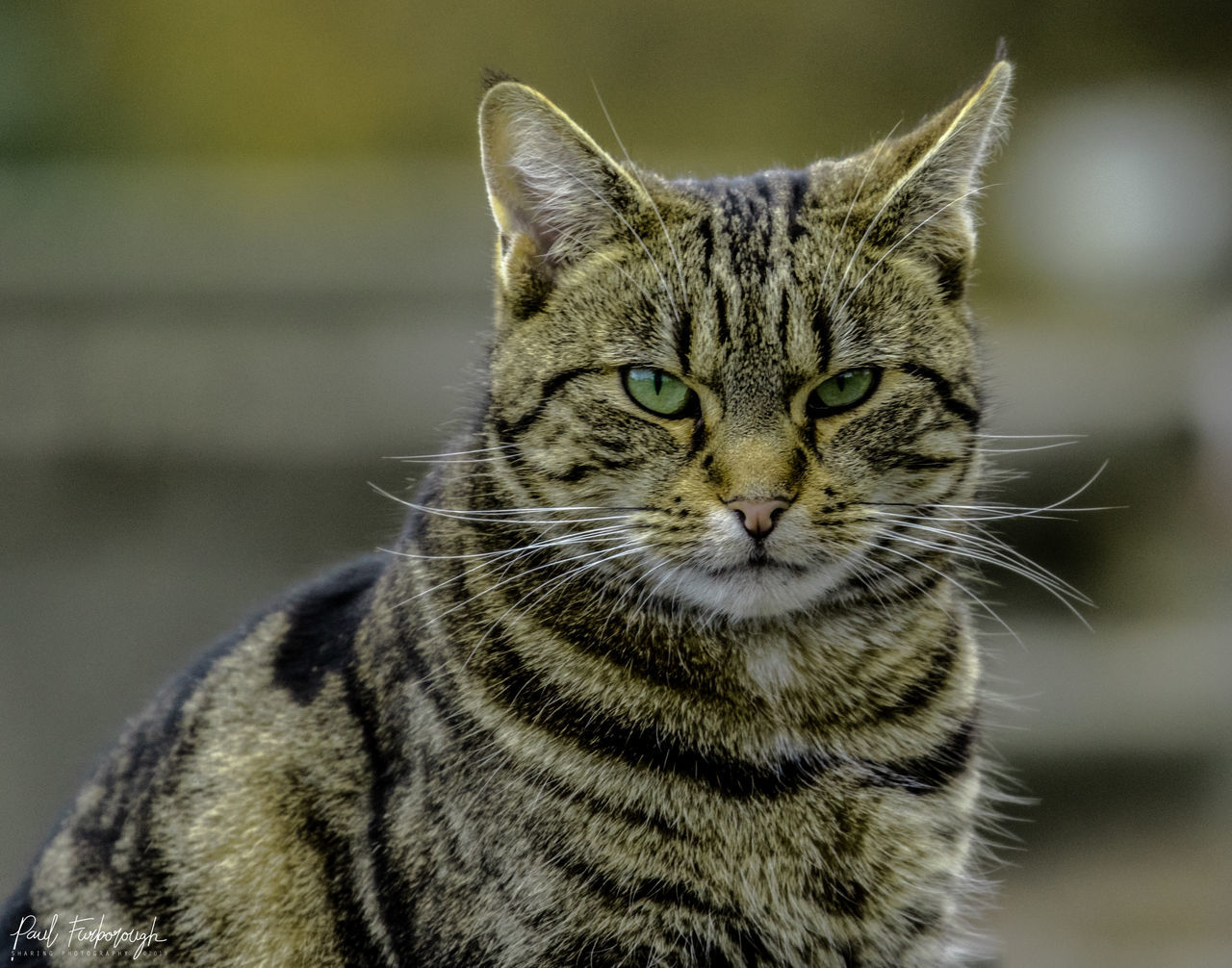 CLOSE-UP PORTRAIT OF CAT