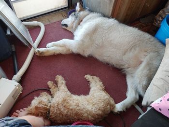 High angle view of dog sleeping at home