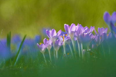 Close-up of purple crocus flowers on field